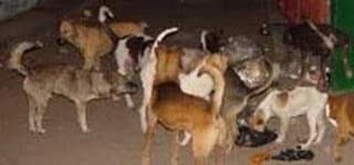 La perrera azezina - Demo 1997